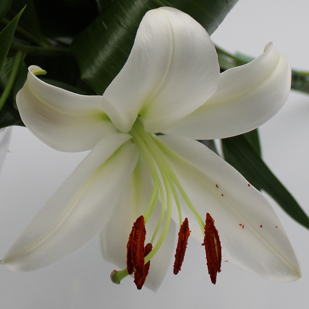Mazzo di Lilium Casablanca dettaglio fiore