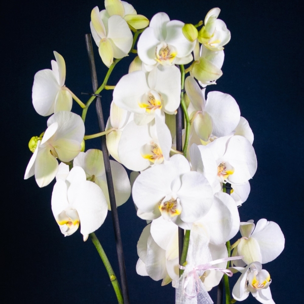 Orchidea Phalenophis bianca con vaso dettaglio fiori