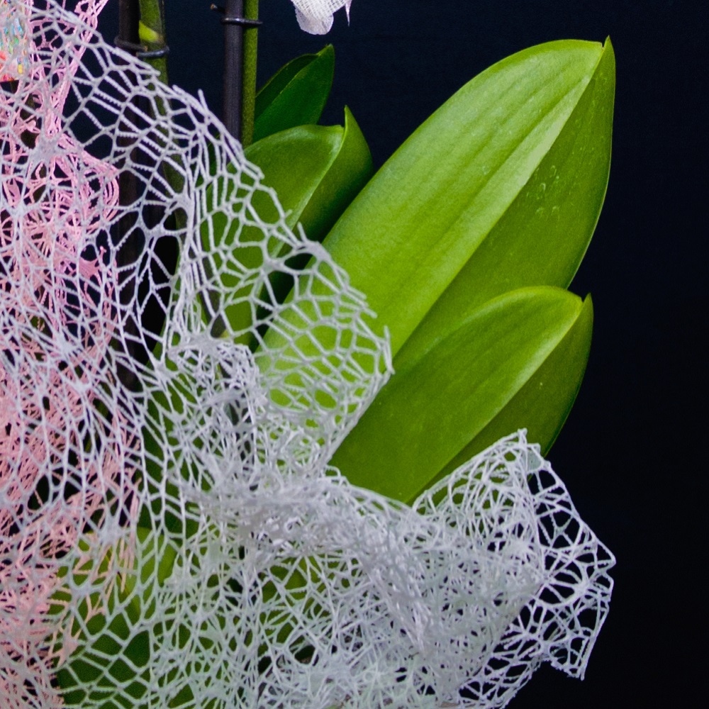 Orchidea Phalenophis bianca con vaso dettaglio foglie