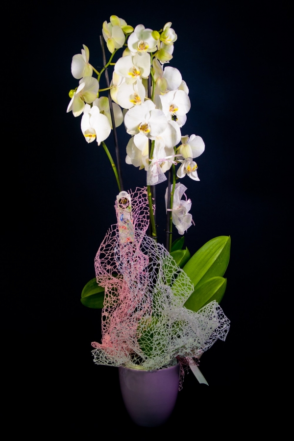Orchidea phalaenopsis bianca con vaso viola