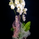 Orchidea phalaenopsis bianca con vaso viola