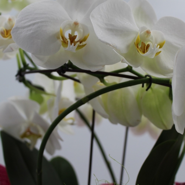 Orchidea Ramificata bianca corona di rami