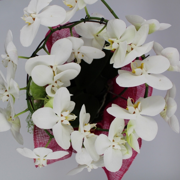 Orchidea Ramificata bianca dall'alto