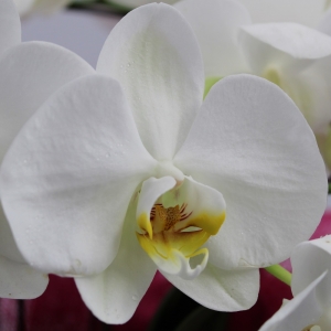Orchidea Ramificata bianca dettaglio fiore