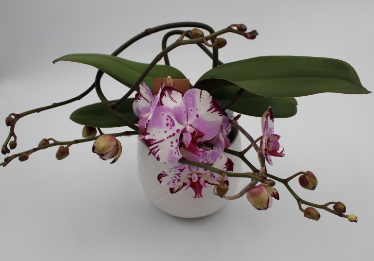 Orchidea Ramificata in vaso ceramica