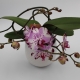 Orchidea Ramificata in vaso ceramica