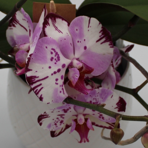 Orchidea Ramificata in vaso ceramica dettaglio fiore