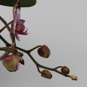 Orchidea Ramificata in vaso ceramica dettaglio rami