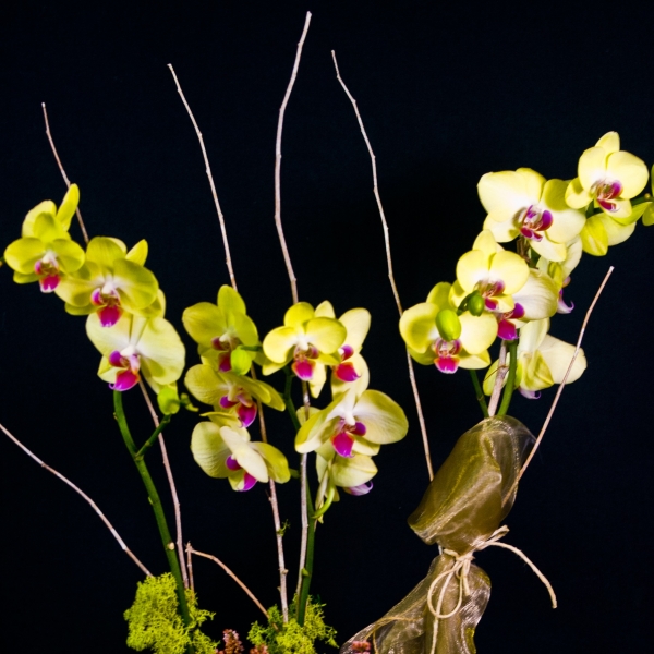 Orchidea con vaso di ceramica bianca in composizione fiori