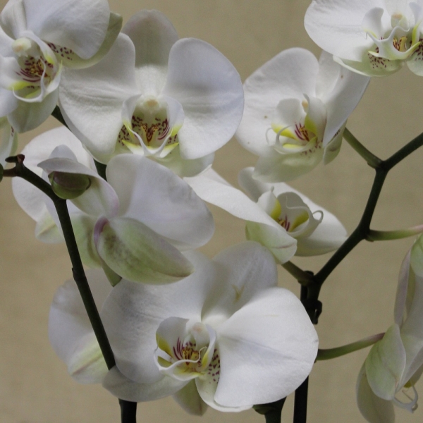 Orchidea phalaenopsis bianca dettaglio fiori