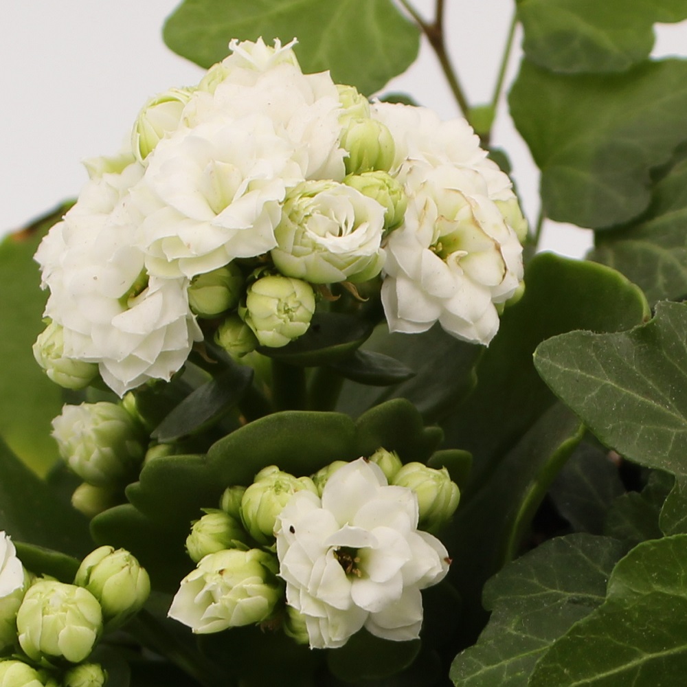 Piante con vaso di vetro in composizione tonalità bianca dettaglio fiori