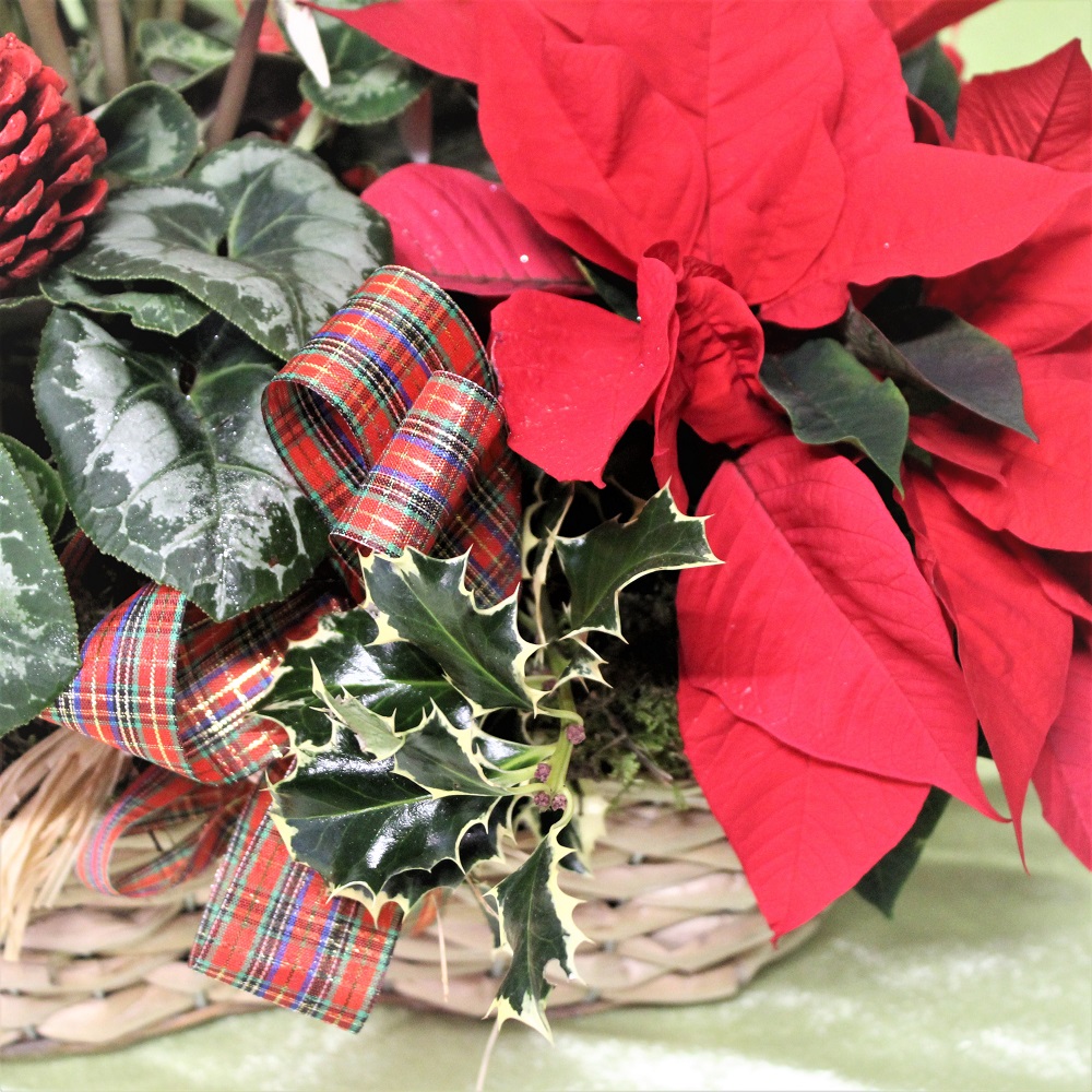 Composizione di Piante di Natale in cestino 1