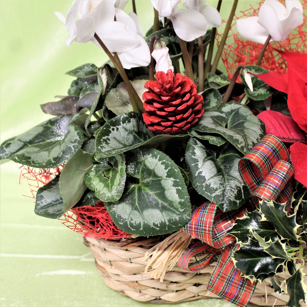 Composizione di Piante di Natale in cestino Pigna