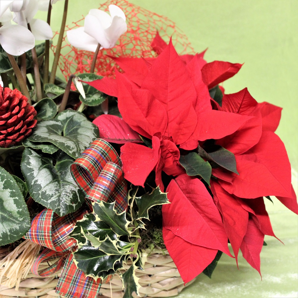 Composizione di Piante di Natale in cestino Stella