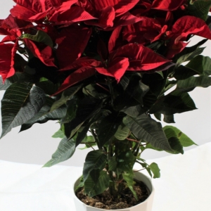 Stella di Natale 4