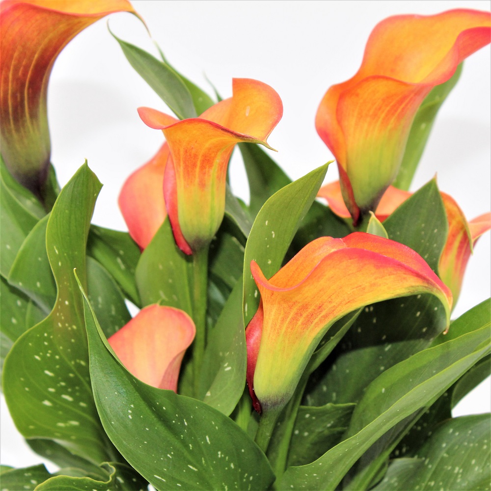 CALLA ORANGE