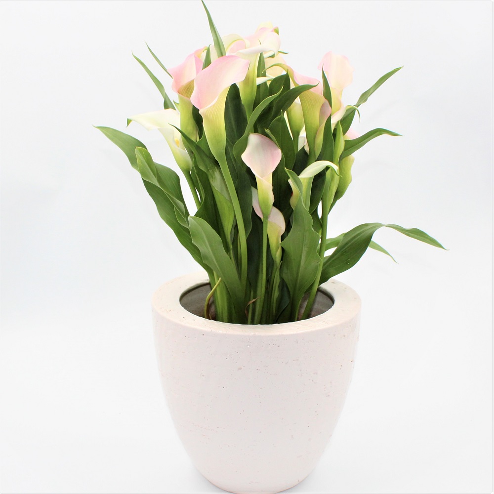 CALLA PAN