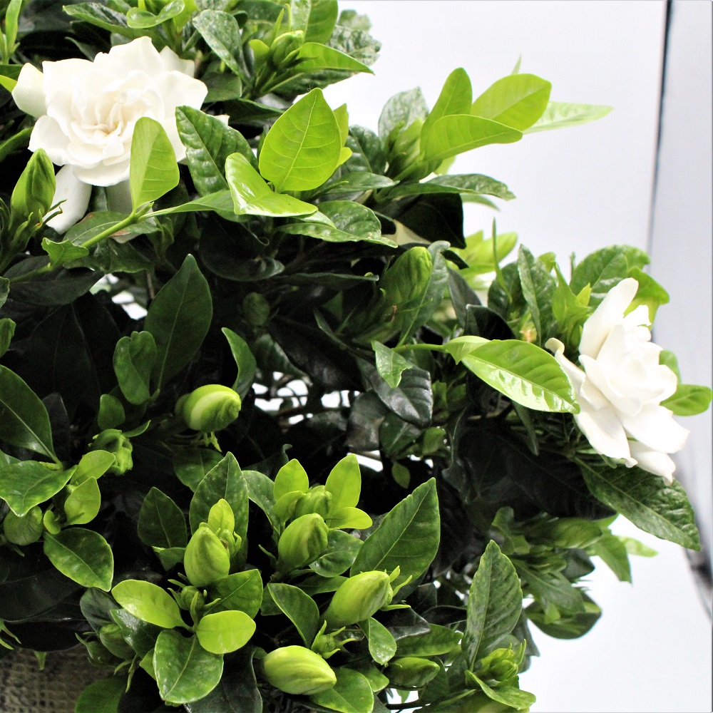 GARDENIA Dettaglio DX GARDENIA Dettaglio DX