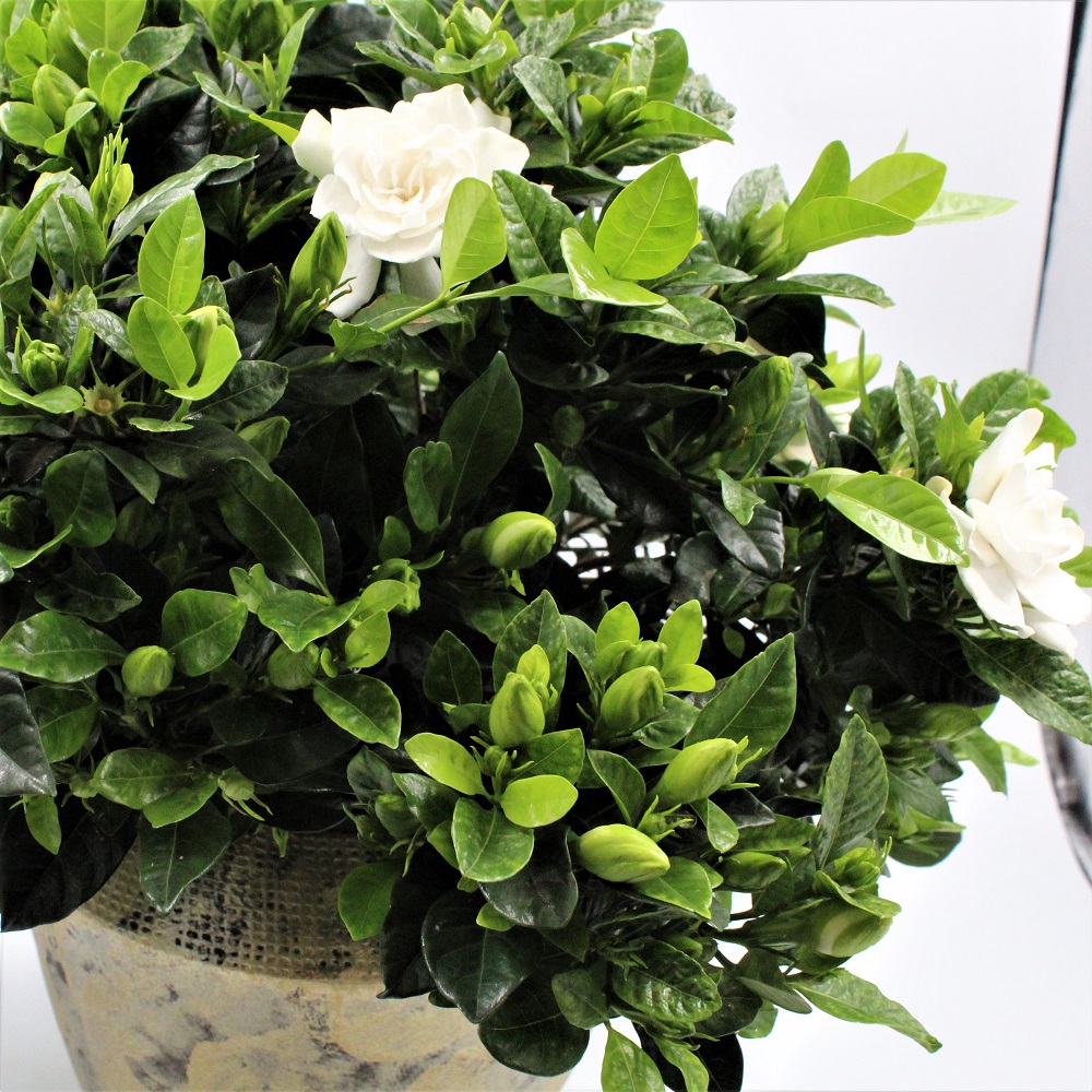 GARDENIA Dettaglio GARDENIA Dettaglio