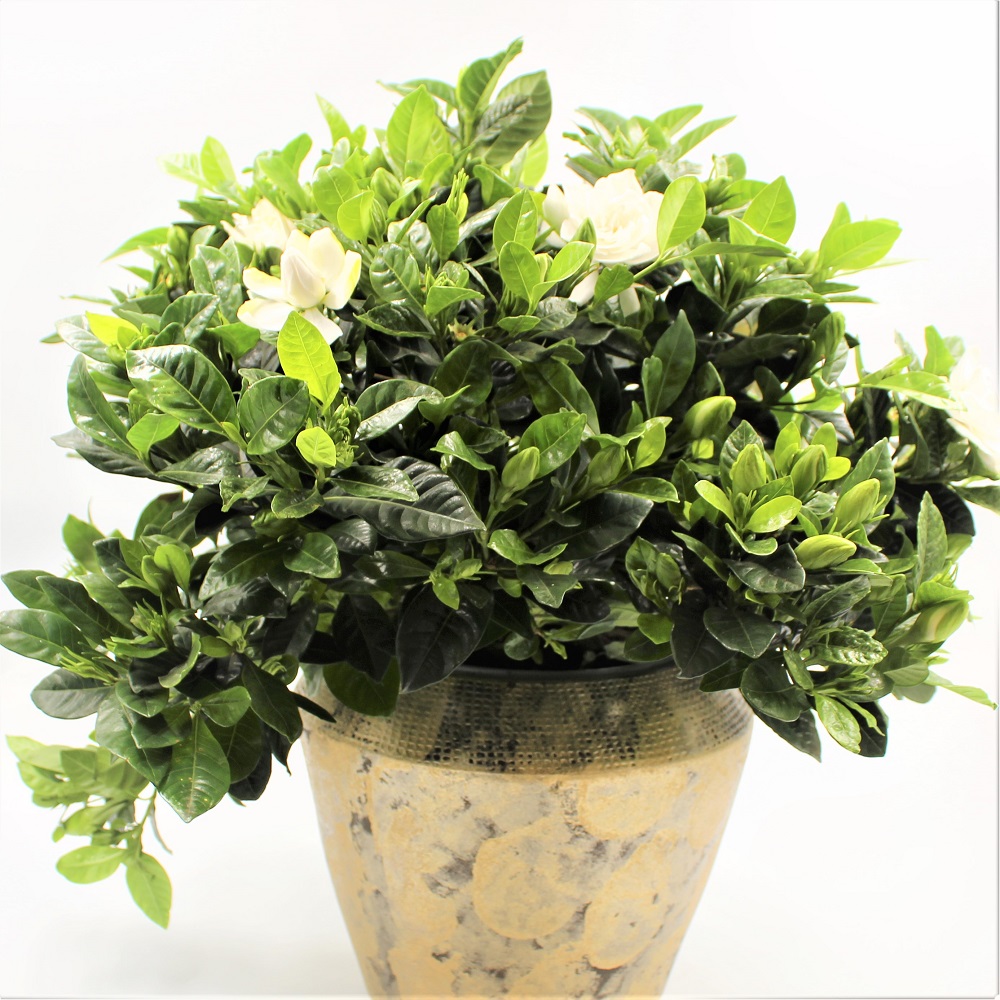 GARDENIA Zoom Pan GARDENIA Zoom Pan