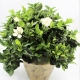 GARDENIA fiori