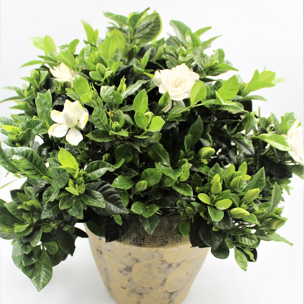 GARDENIA fiori GARDENIA fiori