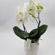 Orchide Tablo