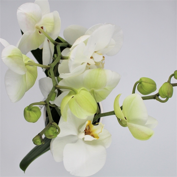 Orchide Tablo Alto