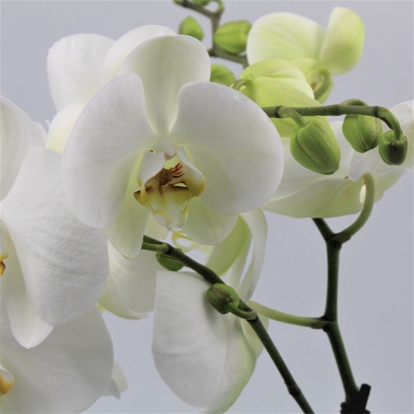Orchide Tablo Dett