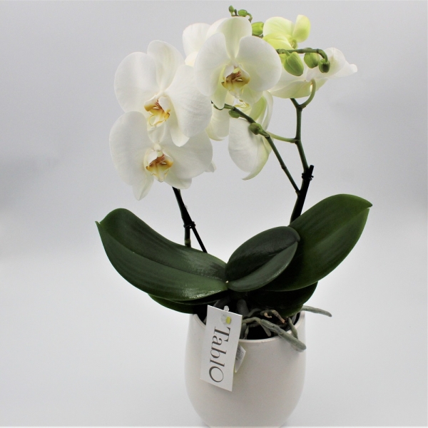 Orchide Tablo Pan