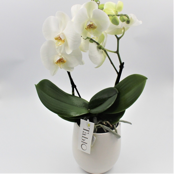 Orchide Tablo Vaso