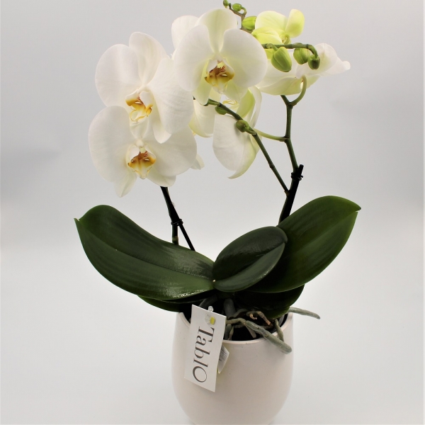 Orchide Tablo Zoom