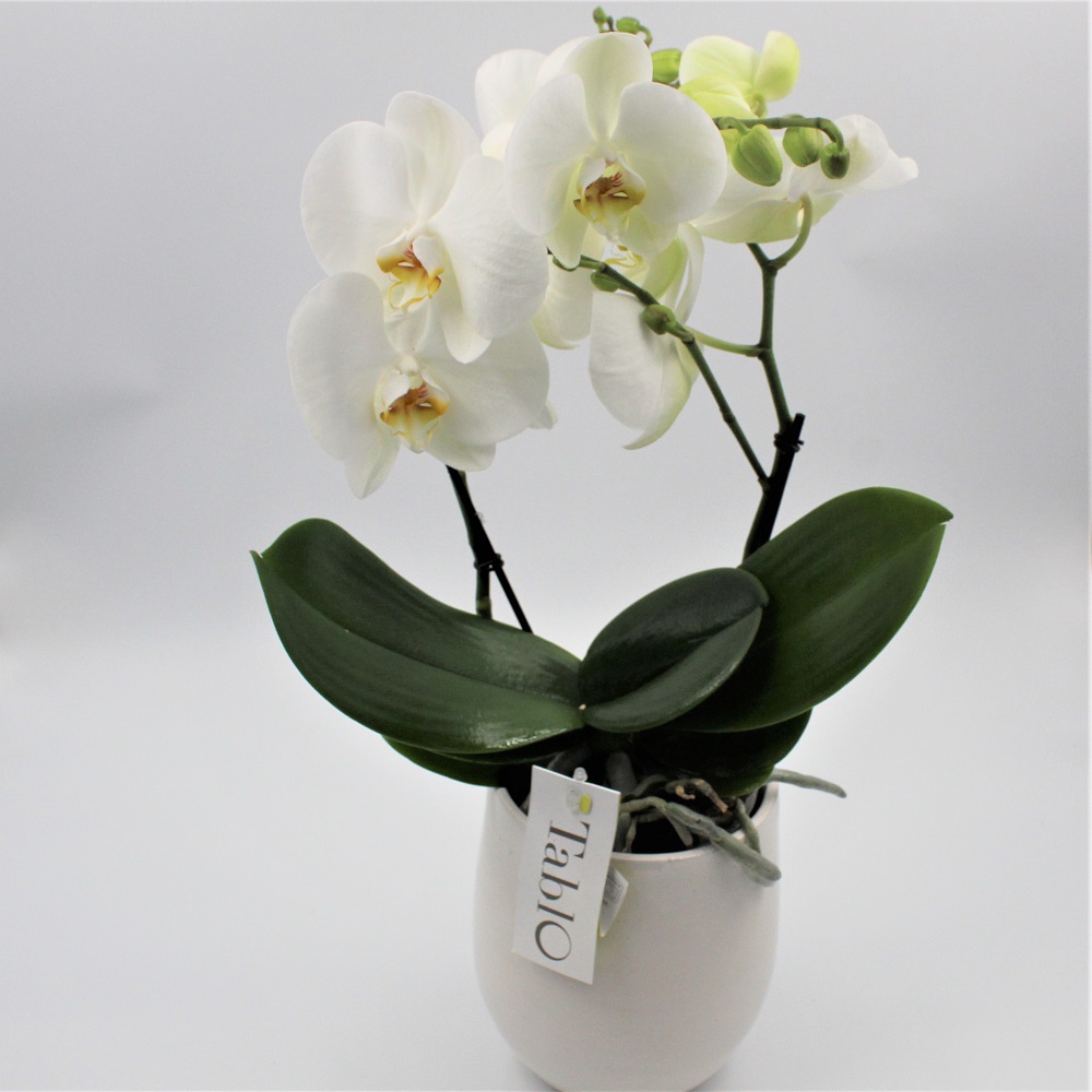 Orchide Tablo