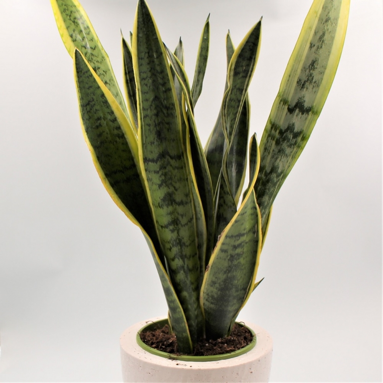 Sansevieria