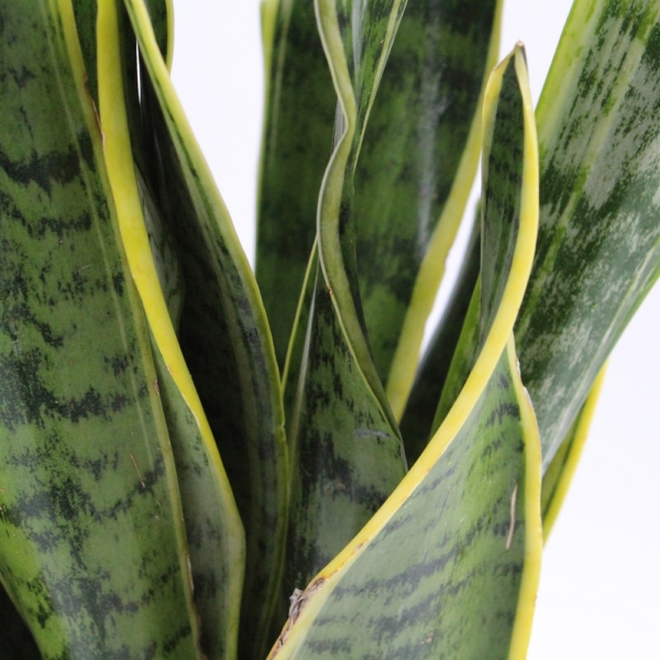 Sansevieria dettaglio