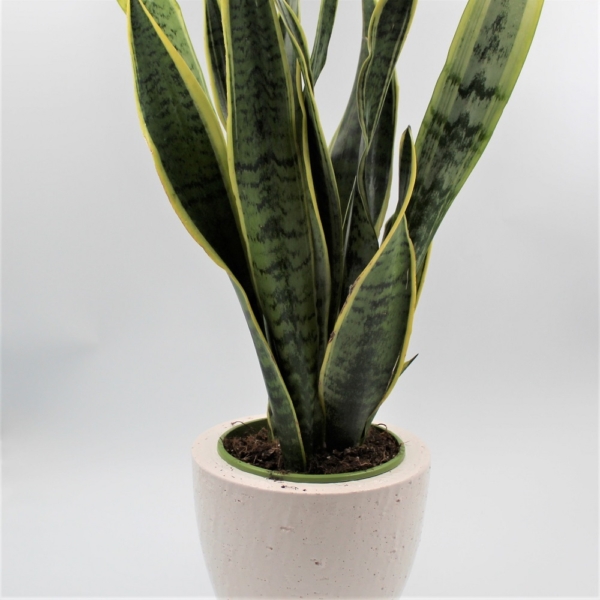 Sansevieria dettaglio pianta