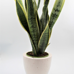 Sansevieria dettaglio vaso