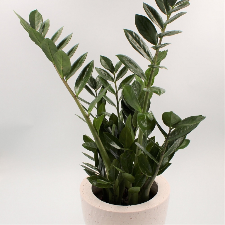 Zamioculcas