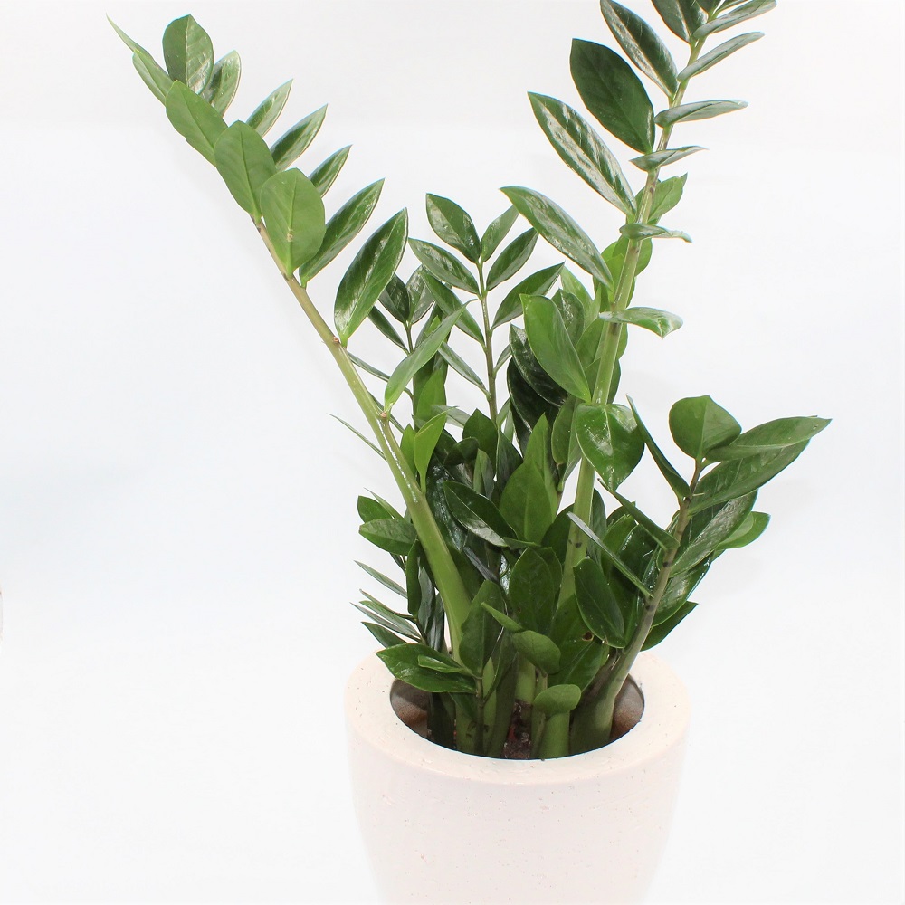 Zamioculcas alto