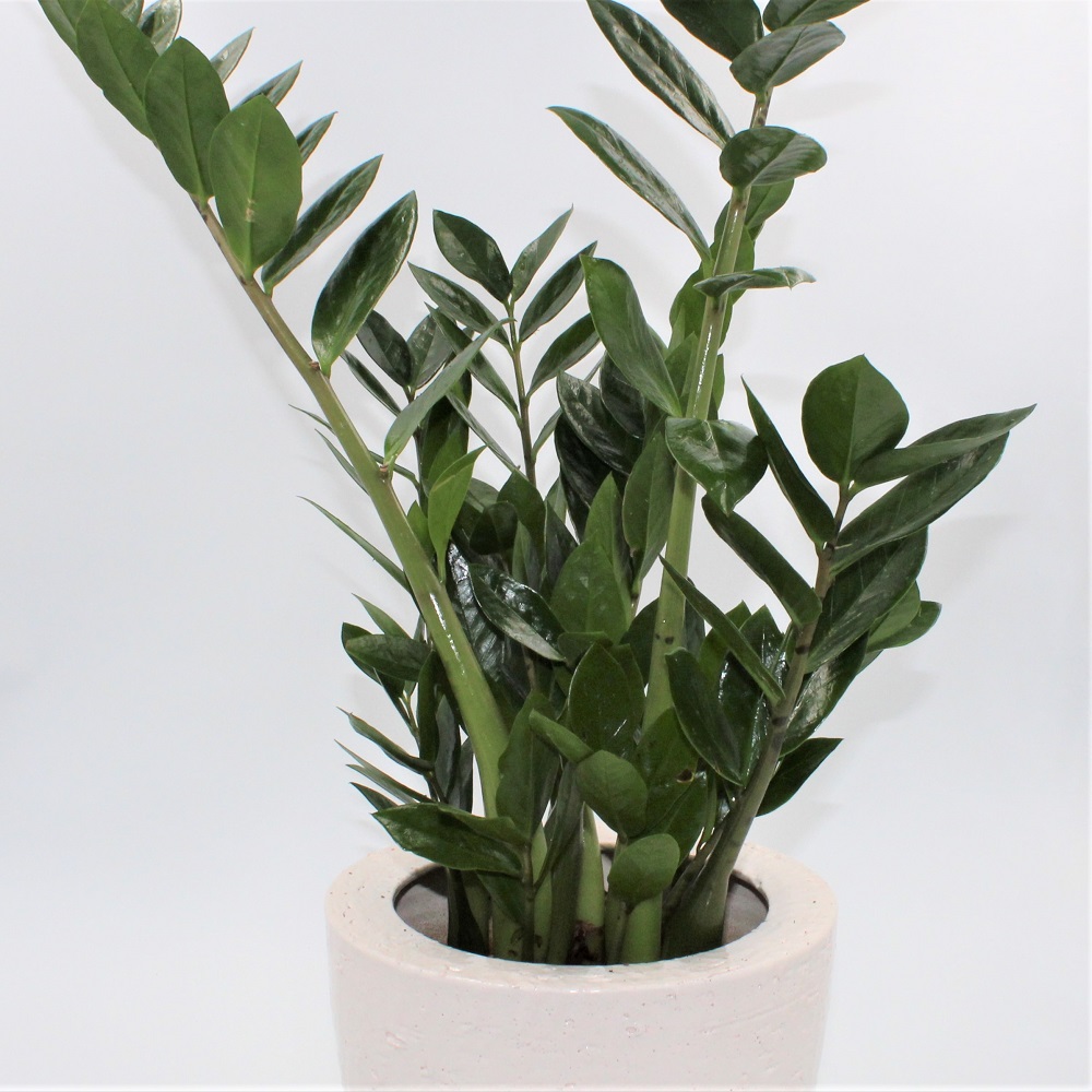 Zamioculcas dettaglio gen