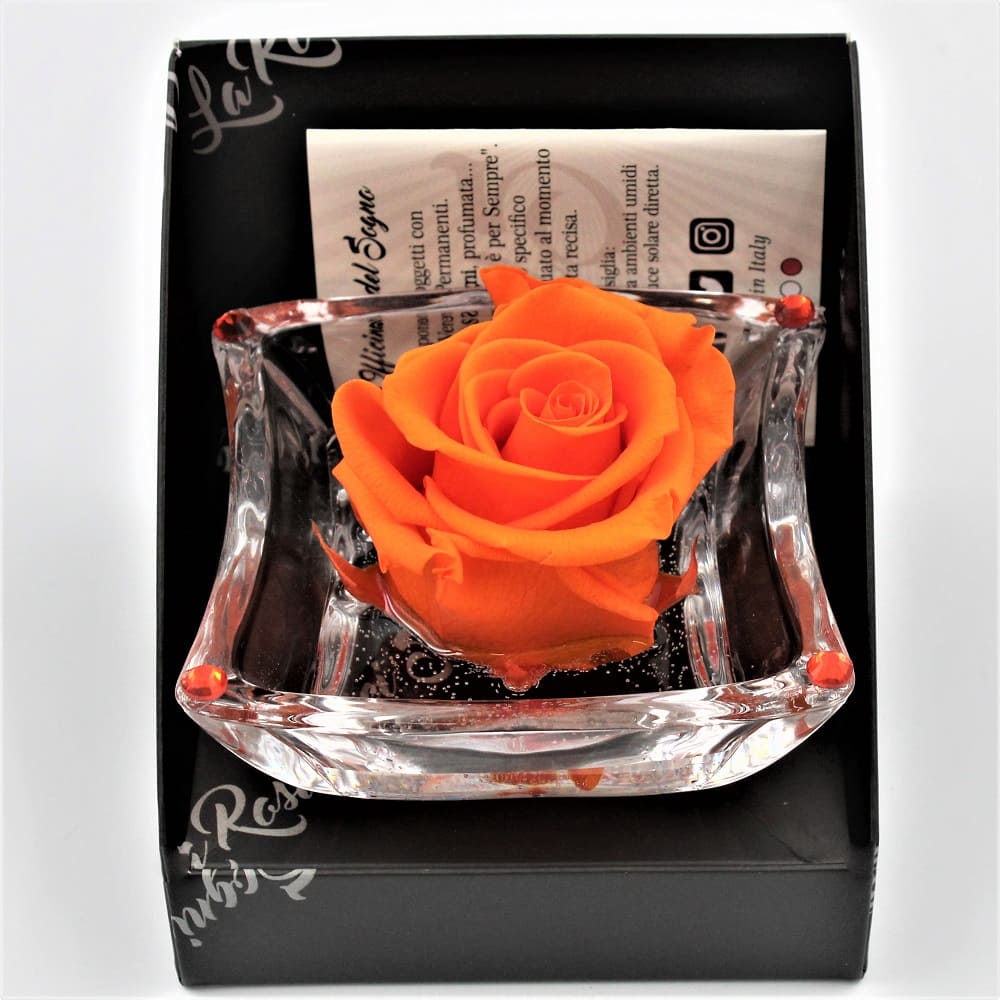 Rosa Arancio Stabilizzata Ninfea Pan
