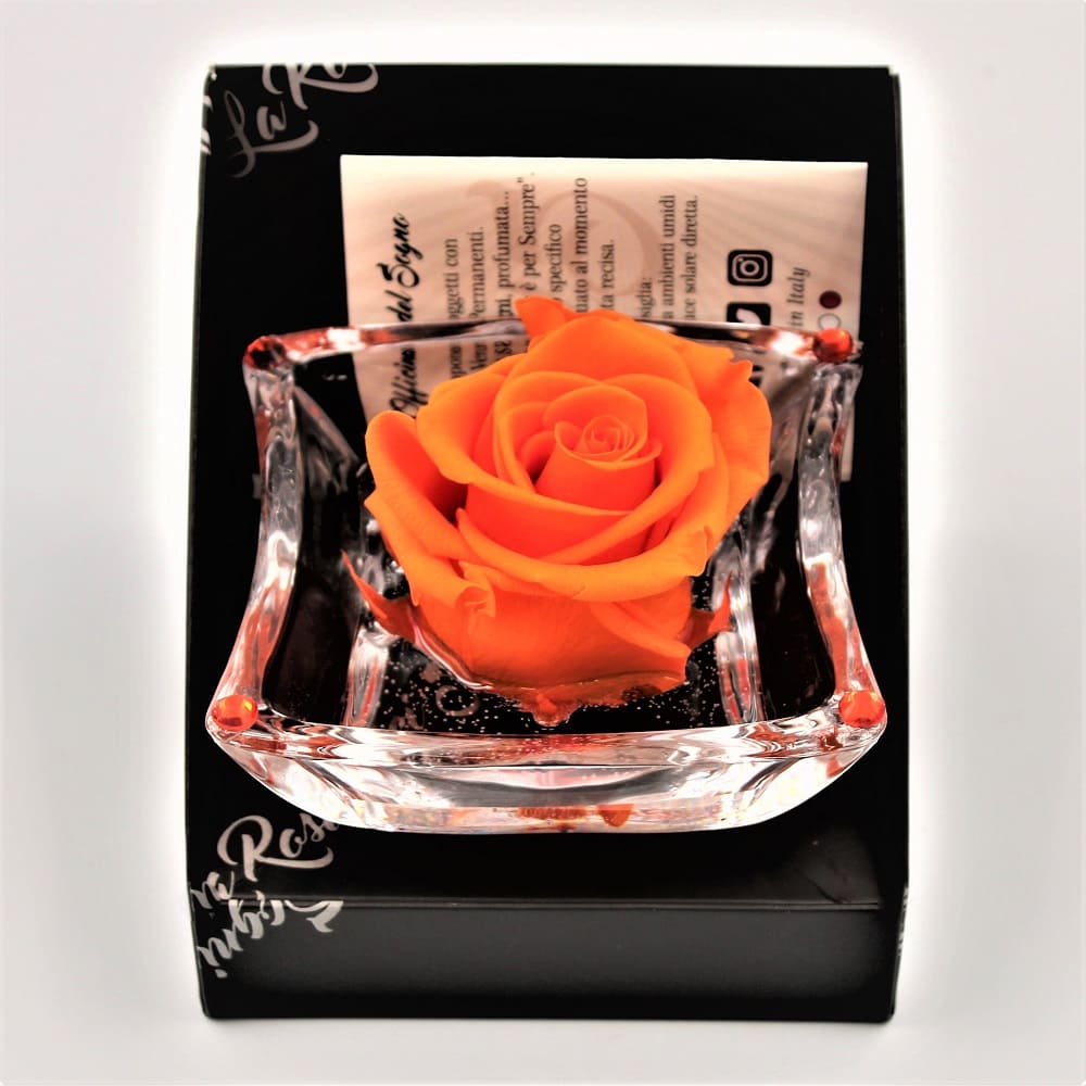 Rosa Arancio Stabilizzata Ninfea dett