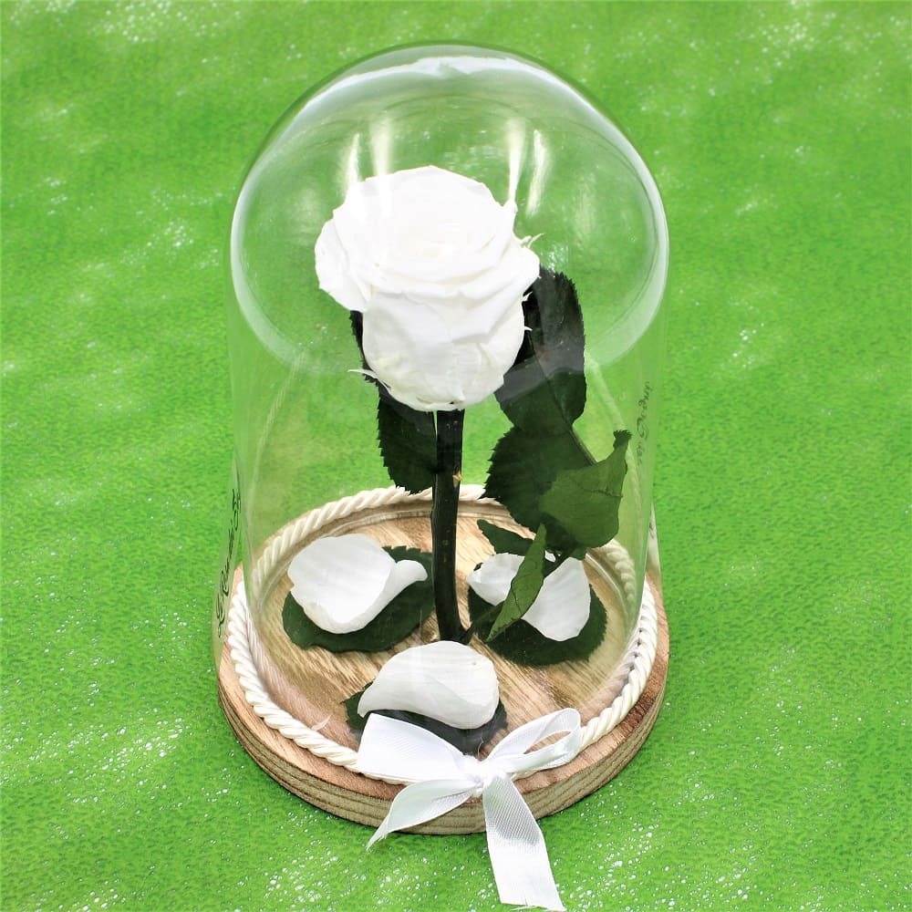 Rosa Stabilizzata Bell Jar Withe dett