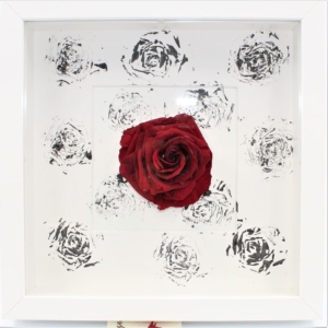 Rosa Stabilizzata a Quadro F