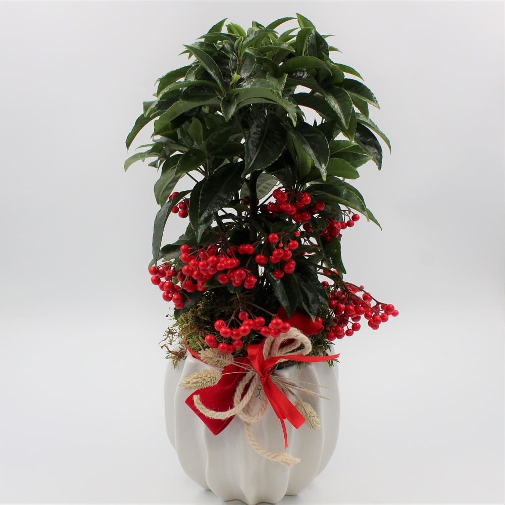 Ardisia zoom