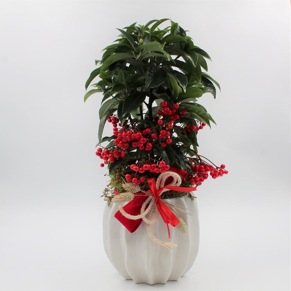 Ardisia alto