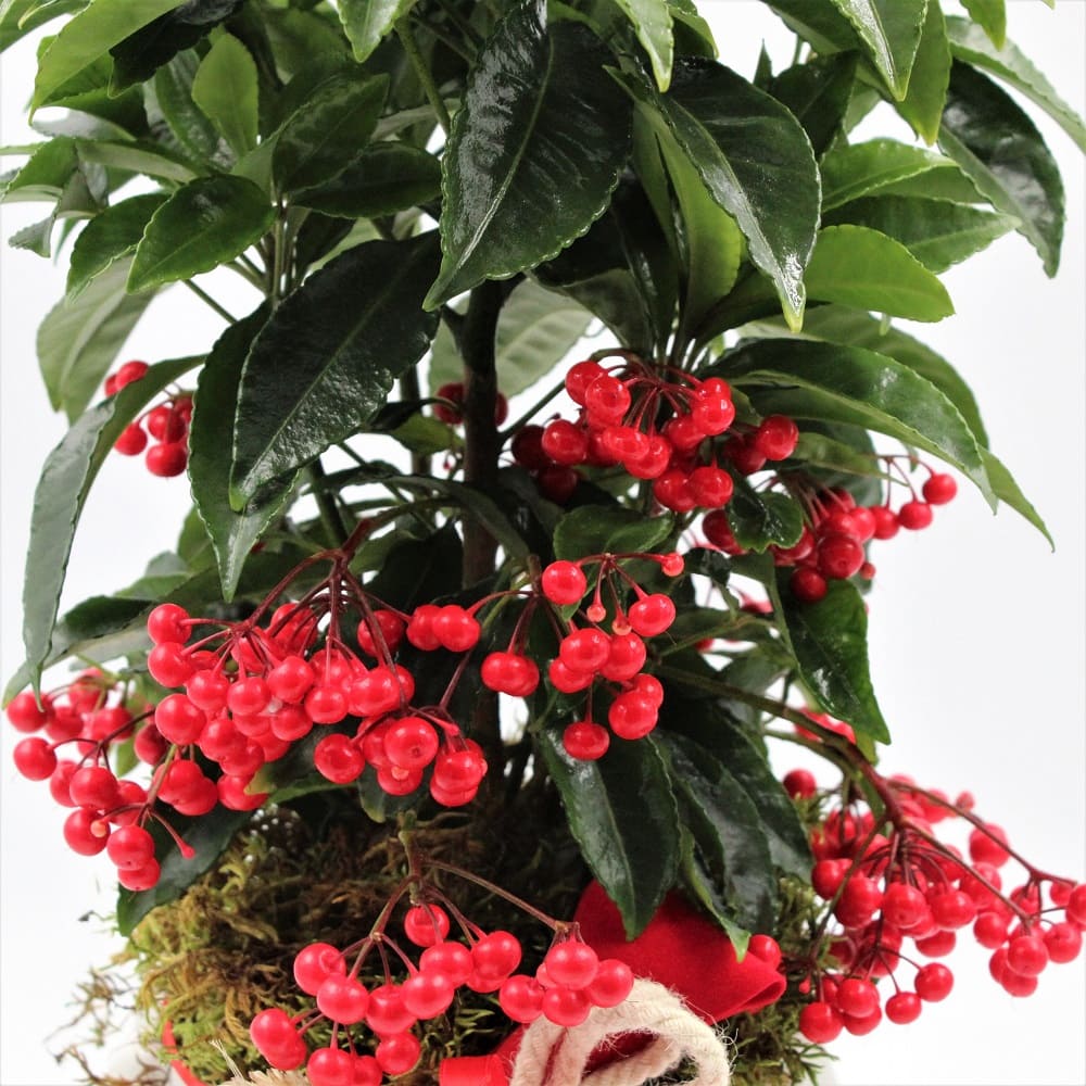 Ardisia dett bacche