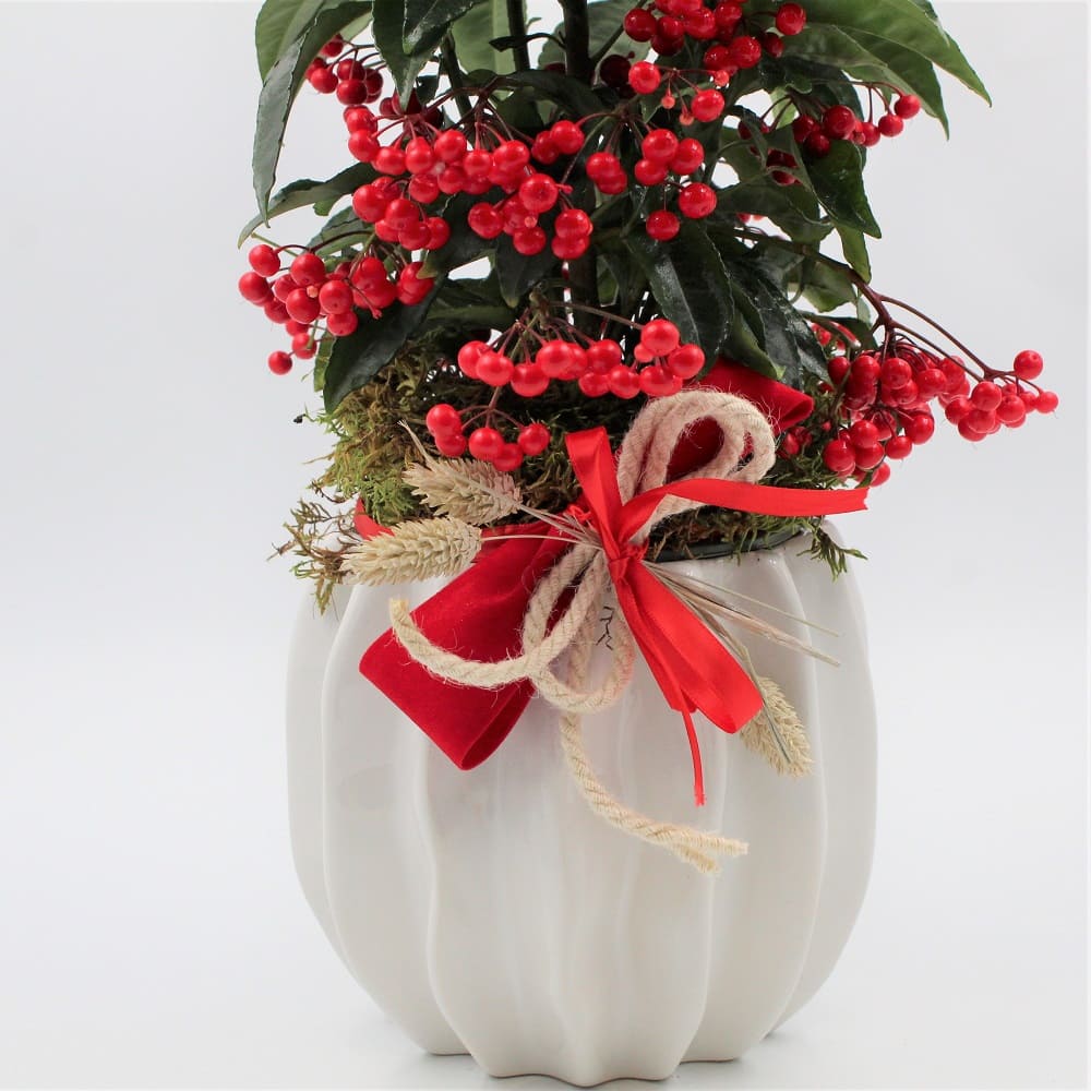Ardisia dett conf