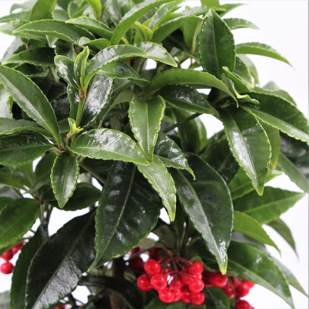 Ardisia dett foglie