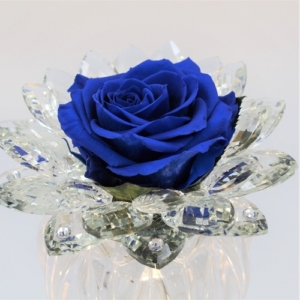 Rosa Blu Stella di Cristallo 1